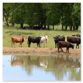 Landwirtschaftliche Tränke mit klarerem Wasser
