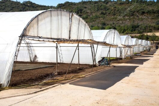 Bewässerung im Gewächshaus mit feinem Sprühnebel